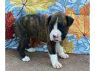 Boxer Puppy for sale in Hume, MO, USA