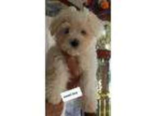 Maltese Puppy for sale in Fulton, MO, USA
