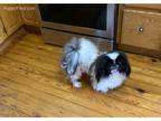 Pekingese Puppy for sale in Carrollton, OH, USA