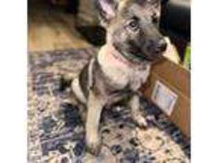 Norwegian Elkhound Puppy for sale in Irvington, NJ, USA