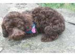 Cock-A-Poo Puppy for sale in North Ridgeville, OH, USA