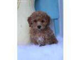 Mutt Puppy for sale in Elnora, IN, USA