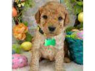 Mutt Puppy for sale in Rosemount, MN, USA