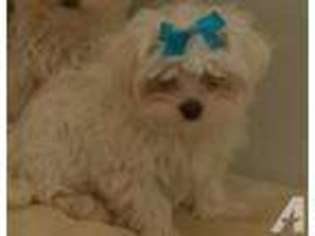Maltese Puppy for sale in COMER, GA, USA