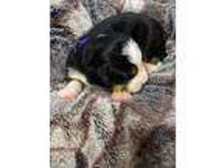 Bernese Mountain Dog Puppy for sale in Geneseo, IL, USA