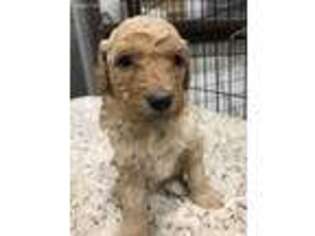 Goldendoodle Puppy for sale in New Bloomfield, MO, USA