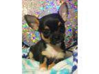 Chihuahua Puppy for sale in Judsonia, AR, USA