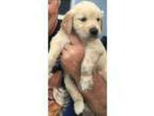 Golden Retriever Puppy for sale in Satellite Beach, FL, USA