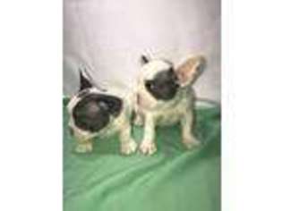 French Bulldog Puppy for sale in Carteret, NJ, USA