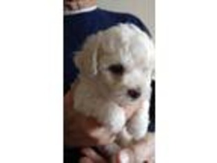 Bichon Frise Puppy for sale in Benton City, WA, USA