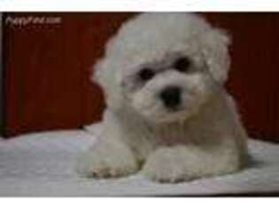 Bichon Frise Puppy for sale in Freehold, NJ, USA