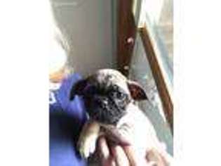 Frenchie Pug Puppy for sale in Holly, MI, USA