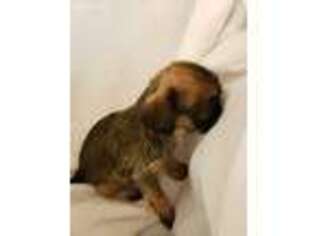 Brussels Griffon Puppy for sale in Dalzell, SC, USA