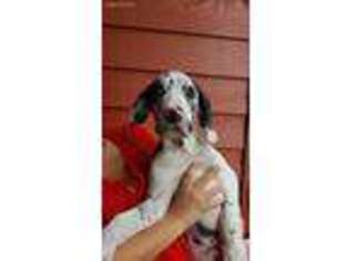 Great Dane Puppy for sale in Porter, TX, USA