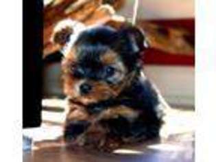 Yorkshire Terrier Puppy for sale in HARTSVILLE, TN, USA