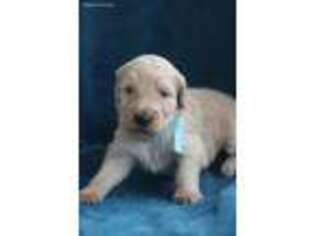 Goldendoodle Puppy for sale in Athens, TN, USA