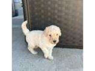 Goldendoodle Puppy for sale in Smiths Grove, KY, USA