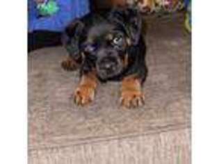 Rottweiler Puppy for sale in Hales Corners, WI, USA