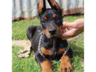 Doberman Pinscher Puppy for sale in Boyd, TX, USA