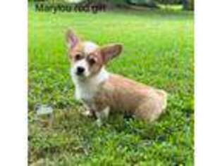 Pembroke Welsh Corgi Puppy for sale in Spring Hope, NC, USA