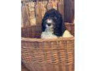 Labradoodle Puppy for sale in Paxton, IL, USA
