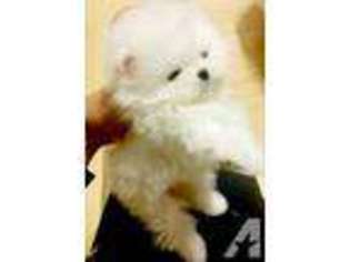Pomeranian Puppy for sale in MONTCLAIR, CA, USA