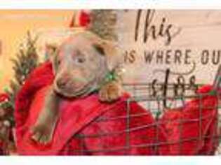 Labrador Retriever Puppy for sale in Batesville, AR, USA