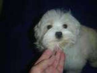 Maltese Puppy for sale in Russell Springs, KY, USA
