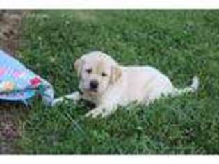 Labrador Retriever Puppy for sale in Wirtz, VA, USA