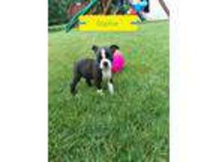 Boston Terrier Puppy for sale in Woodburn, IN, USA