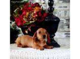 Dachshund Puppy for sale in Denison, TX, USA
