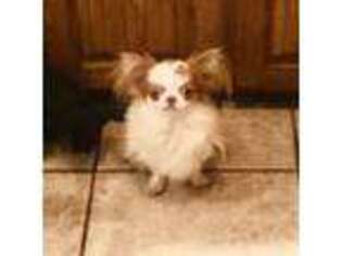 Chihuahua Puppy for sale in Purvis, MS, USA