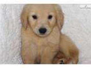 Golden Retriever Puppy for sale in Jonesboro, AR, USA