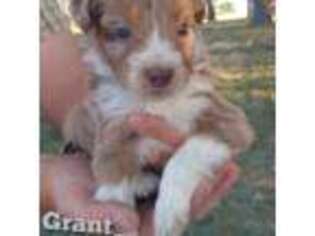 Mutt Puppy for sale in Vaughn, MT, USA