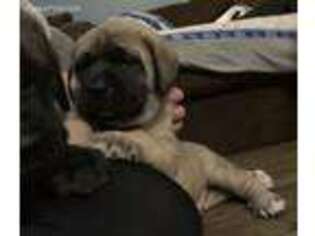 Mastiff Puppy for sale in Southwest, PA, USA