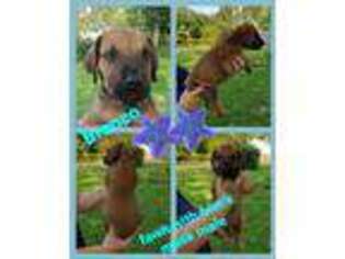 Great Dane Puppy for sale in Buena, NJ, USA