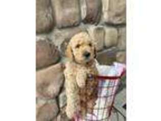 Goldendoodle Puppy for sale in Wellsville, UT, USA