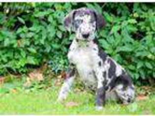 Great Dane Puppy for sale in Quarryville, PA, USA