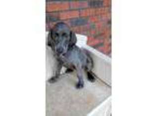 Weimaraner Puppy for sale in Troutman, NC, USA