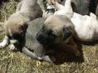 Anatolian Shepherd Puppy for sale in Sapulpa, OK, USA