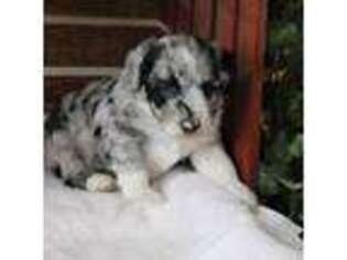 Mutt Puppy for sale in Plummer, ID, USA