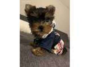 Yorkshire Terrier Puppy for sale in Andover, MA, USA