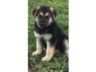 German Shepherd Dog Puppy for sale in Smithshire, IL, USA