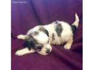Cavachon Puppy for sale in Medina, OH, USA