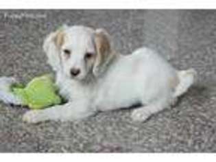 Mutt Puppy for sale in Mount Pleasant, UT, USA