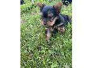 Yorkshire Terrier Puppy for sale in Squires, MO, USA