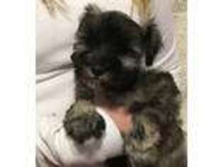 Mutt Puppy for sale in Grove, OK, USA