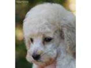 Mutt Puppy for sale in Santa Rosa, CA, USA