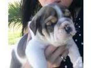 Bulldog Puppy for sale in MARINA DEL REY, CA, USA