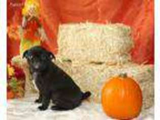 Pug Puppy for sale in Spanaway, WA, USA